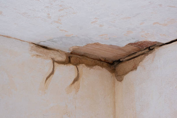 Best Mold removal after water damage  in Brigham City, UT