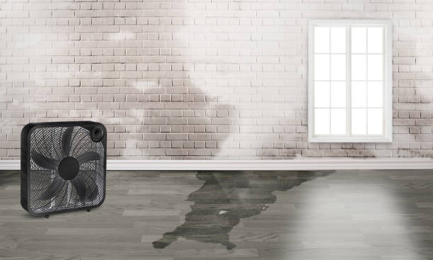 Best Flood damage cleanup  in Brigham City, UT